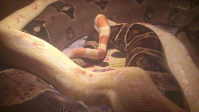 Pastel sharp albino x 100% het. sharp breeding смотреть онлайн