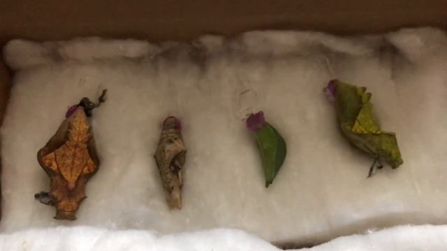 ? Завели Бабочки Дома часть 1 #бабочки #влог #дети #формикарий смотреть онлайн