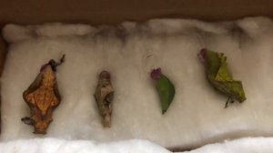 ? Завели Бабочки Дома часть 1 #бабочки #влог #дети #формикарий