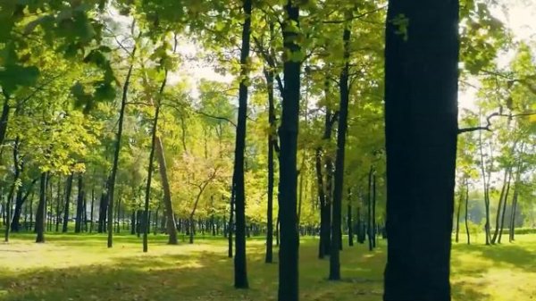 Forest 4K - Natural Wonders with Peaceful Relaxing Music and Meditation (4K Video Ultra)