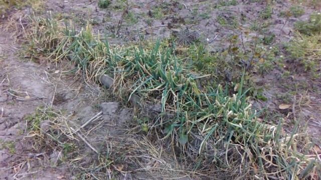 Многоярусный лук осенью смотреть онлайн