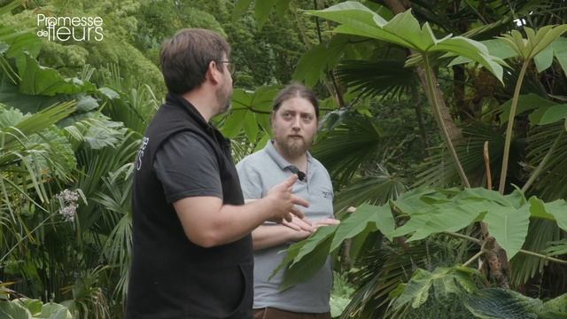 Les coups de cœur de Michael le : tetrapanax pour un jardin exotique смотреть онлайн