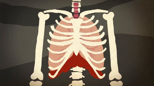 Oxygen’s surprisingly complex journey through your body - Enda Butler смотреть онлайн