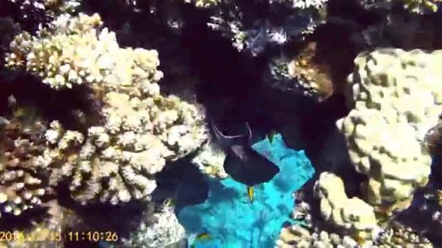 Faraana Reef Resort 4*.  Коралловые Рифы отеля. Шарм-эль-Шейх