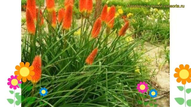 Книфофия ягодная. Краткий обзор, описание характеристик, где купить саженцы kniphofia uvaria смотреть онлайн