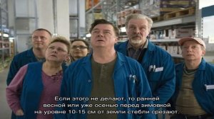 Выращивание шалфея мускатного от посева до сбора урожая