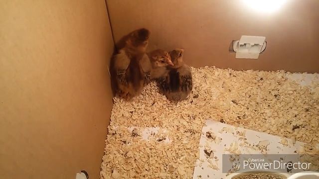 Цыплята вылупились зимой, порода кучинские,первая неделя жизни. смотреть онлайн