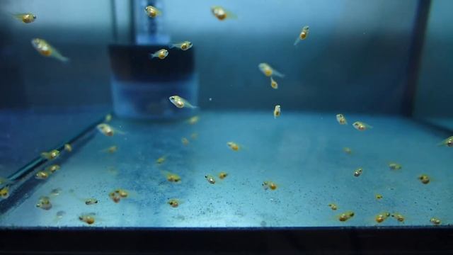 Скалярия голубая платина 7дней смотреть онлайн