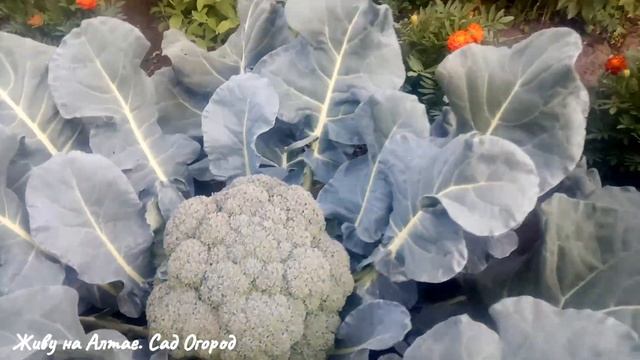 МНОГО ЛЕТ ВЫРАЩИВАЮ КАПУСТУ БРОККОЛИ И ВСЕГДА С УРОЖАЕМ смотреть онлайн