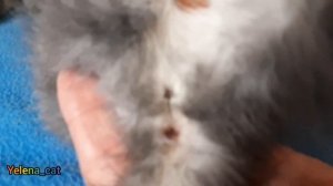 Как определить пол котёнка ! Отличить кота от кошки ! How to dertimine the gender of a kitten !