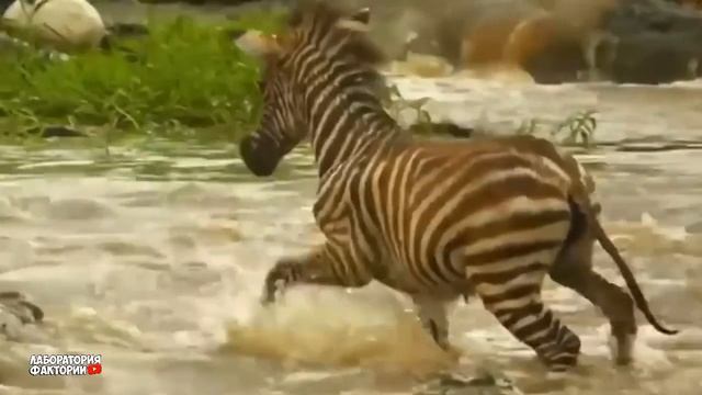 СУМАСШЕДШАЯ АТАКА ЗЕБРЫ НА ЛЬВОВ! Зебра Против Львов, Гиены, Крокодила, Гепарда смотреть онлайн