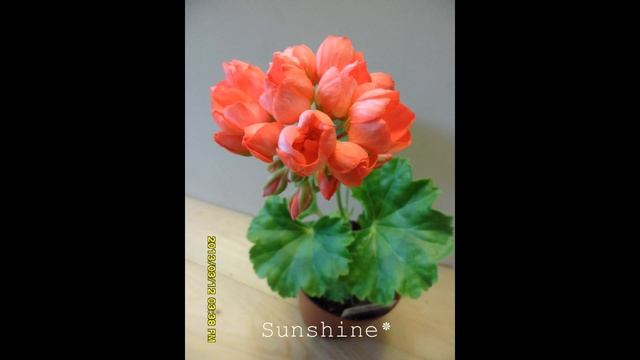 36. Red Pandora 레드 판도라 Pelargonium튤립제라늄 смотреть онлайн