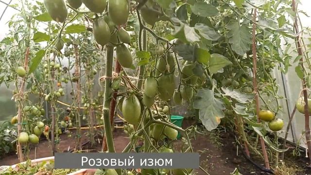 Очень УРОЖАЙНЫЕ и ВКУСНЫЕ томаты этого сезона, которые точно буду выращивать на следующий год смотреть онлайн