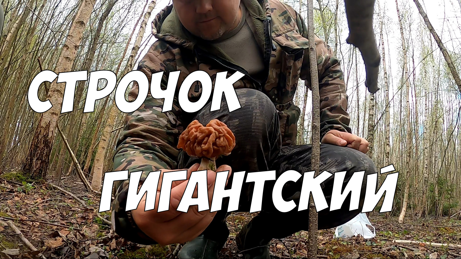 Строчок гигантский - вкусный съедобный весенний гриб, похожий на мозги смотреть онлайн