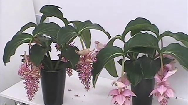 Medinilla J'adore Dolce Vita  + Medinilla J'adore Maginifica Flowering Video