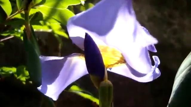 NEOMARICA - Mon jardin ! смотреть онлайн