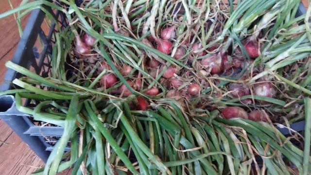 Уборка, дозаривание, хранение лука смотреть онлайн