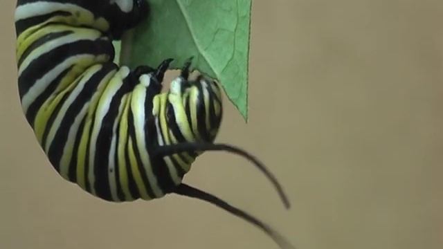 A Monarch Caterpillar Eats a Monarch Butterfly Egg смотреть онлайн