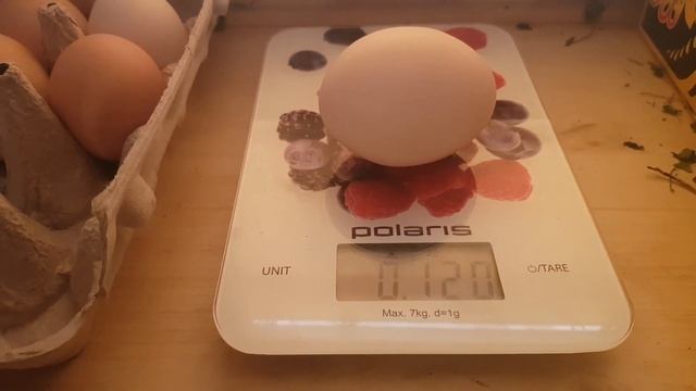 Куриное яйцо 120 грамм от доминантов смотреть онлайн