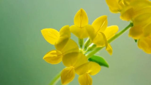 Flower story-Rossini.wmv смотреть онлайн