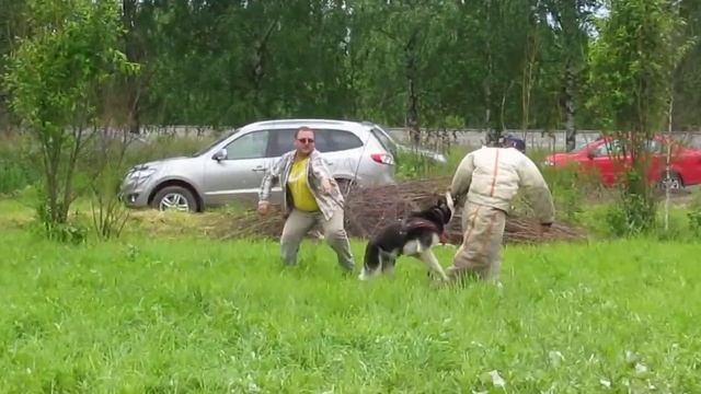 Хельхаус Риззо дрессировка в Торжке с Валентином Пасечником, отсечение... смотреть онлайн