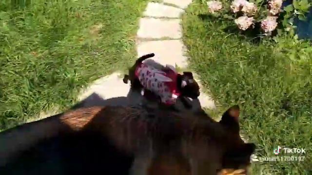 Пти брабансон и немецкая овчарка . Любовь и дружба смотреть онлайн