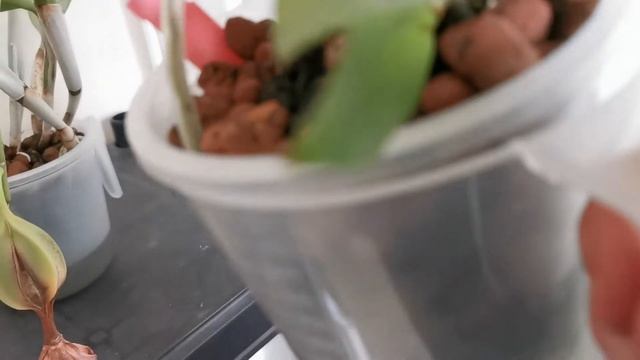 Cattleyas: how I grow, bloom and pollinate these colorful and often fragrant orchids in England, UK смотреть онлайн