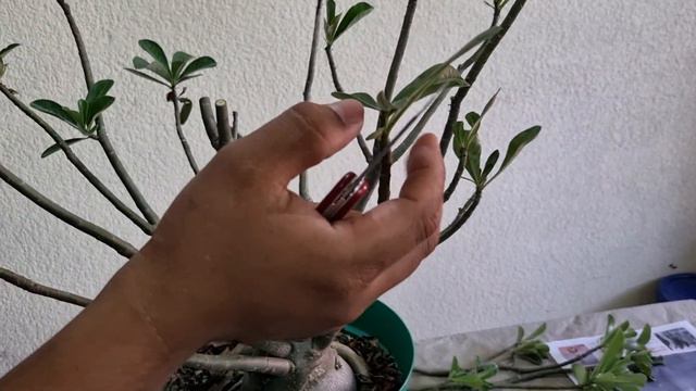 poda en adenium o rosa del desierto смотреть онлайн