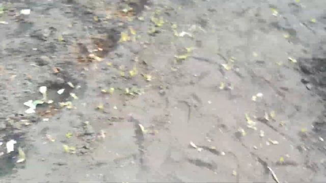 Кто съел рассаду цветной капусты? смотреть онлайн