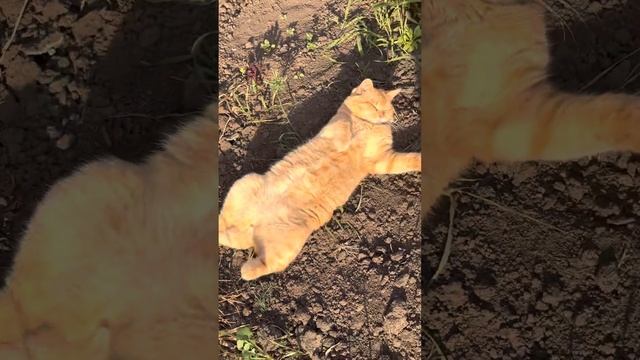 Когда у кота жизнь удалась ❤️ #кот #животные #рыжийкот #cat смотреть онлайн
