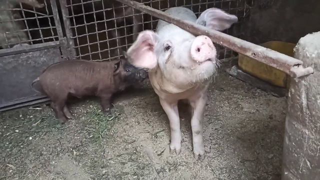 Обзор хозяйства 24.04.2020. Поросята, утята, цыплята, гусята, крольчата. смотреть онлайн