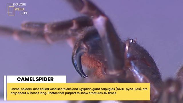 Camel Spider | The Rare And Exotic Amazing Animal Facts | Explore WildLife смотреть онлайн
