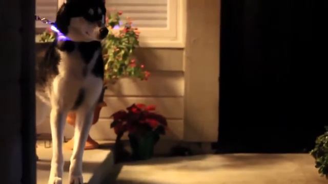 Светящийся ошейник для собаки. 🐕 ЧЕСТНЫЙ ОБЗОР. 🙉 Недорого и быстро! смотреть онлайн