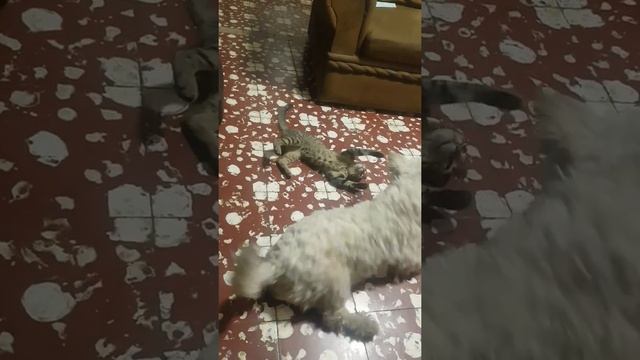 Gato contra perro en acción смотреть онлайн