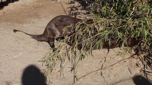 Бразильская выдра смотреть онлайн