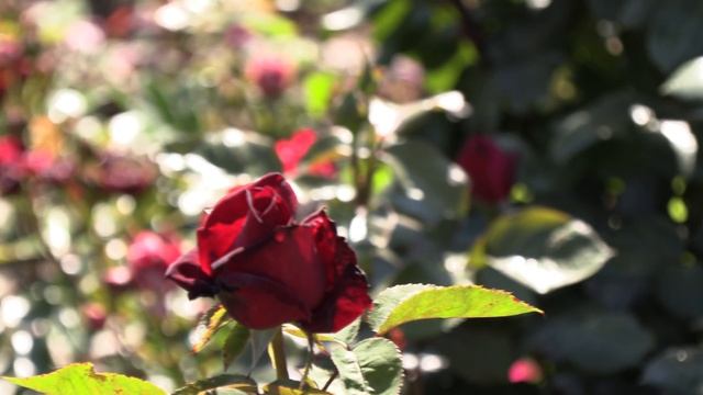 роза Эшли, Шартрез де Парм, Рен Самю, Ани Дюпрейн, питомник роз полины козловой rozarium.biz смотреть онлайн