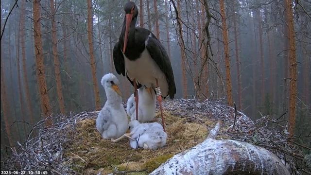 Black stork chicks are 21/21/19 days old. 22.06.2023 Must-toonekurg:Ciconia nigra смотреть онлайн