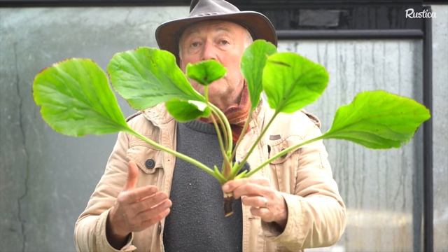 Multiplier Un Bergenia Par Bouturage