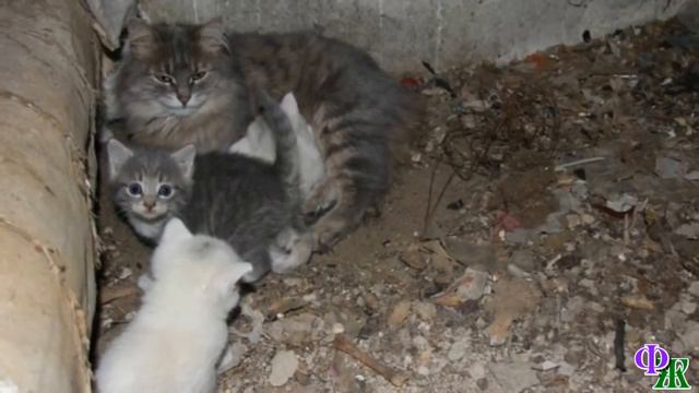 - Бабуля, там кошка с котятами. Надо их покормить, - котята копошились на телогрейке рядом с мамой смотреть онлайн