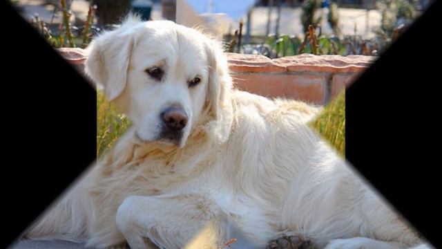 Golden Retrievers: Fanta for Raja смотреть онлайн