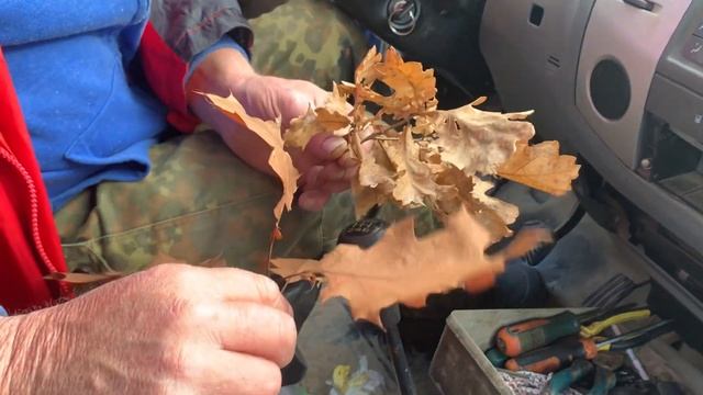 Крол или крольчиха? Определяем пол. Гусь или гусыня-пока загадка. Осенняя пора! смотреть онлайн