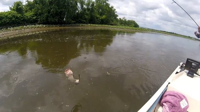 Мелкий но активный белый окунь на дропшот. смотреть онлайн