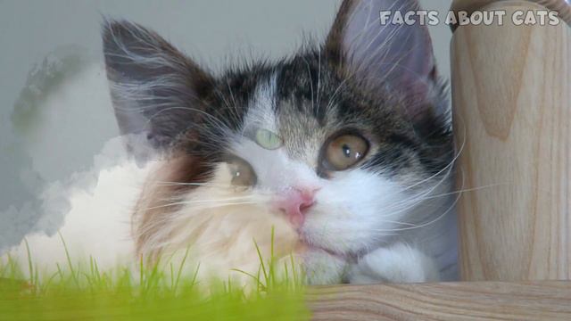 MUST-KNOW Norwegian Forest Cat PROS AND CONS смотреть онлайн