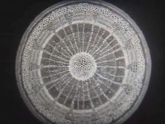 Биология. Строение и жизнедеятельность растений. Строение стебля смотреть онлайн