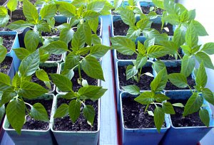 СУСПЕНЗИЯ ХЛОРЕЛЛЫ ДЛЯ МОЛОДОЙ РАССАДЫ ПЕРЦЕВ.