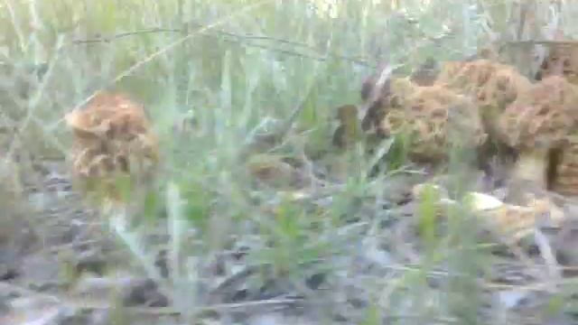 Morchella esculenta de ribera смотреть онлайн