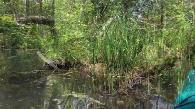 Spreewald - немецкая Венеция!  - Куда уехать на выходные из Берлина