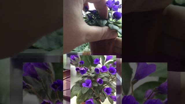 Новинка коллекции фиалка Vallarta Campanas Moradas: описание сорта и личные впечатления от сорта смотреть онлайн