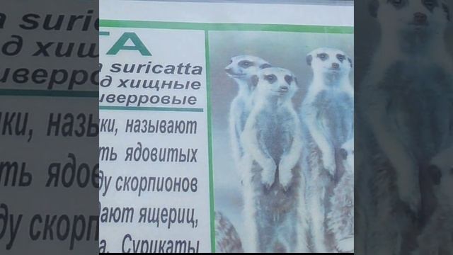 Суслики кушают #shorts смотреть онлайн