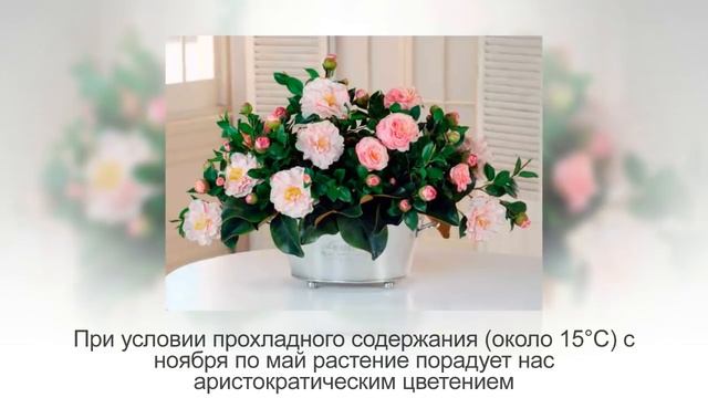 ТОП-10 лучших КОМНАТНЫХ РАСТЕНИЙ, которые будут ЦВЕСТИ ЗИМОЙ смотреть онлайн